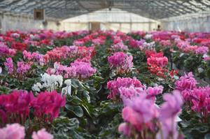 長谷部園芸写真