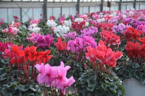 比留間園芸写真