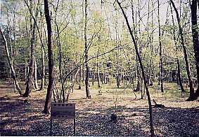 保存樹林地風景