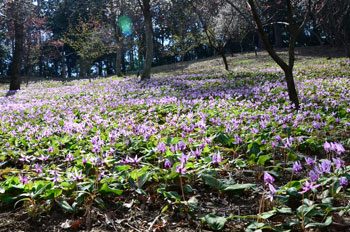 さやま花多来里の郷