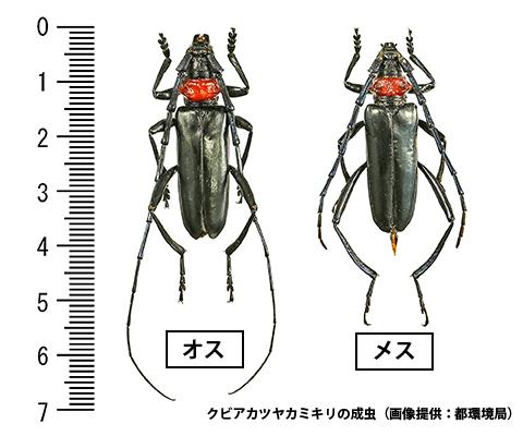 クビアカツヤカミキリ成虫