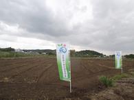 ひまわりたねまき