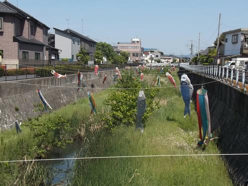 ざんぼりがわのこいのぼり