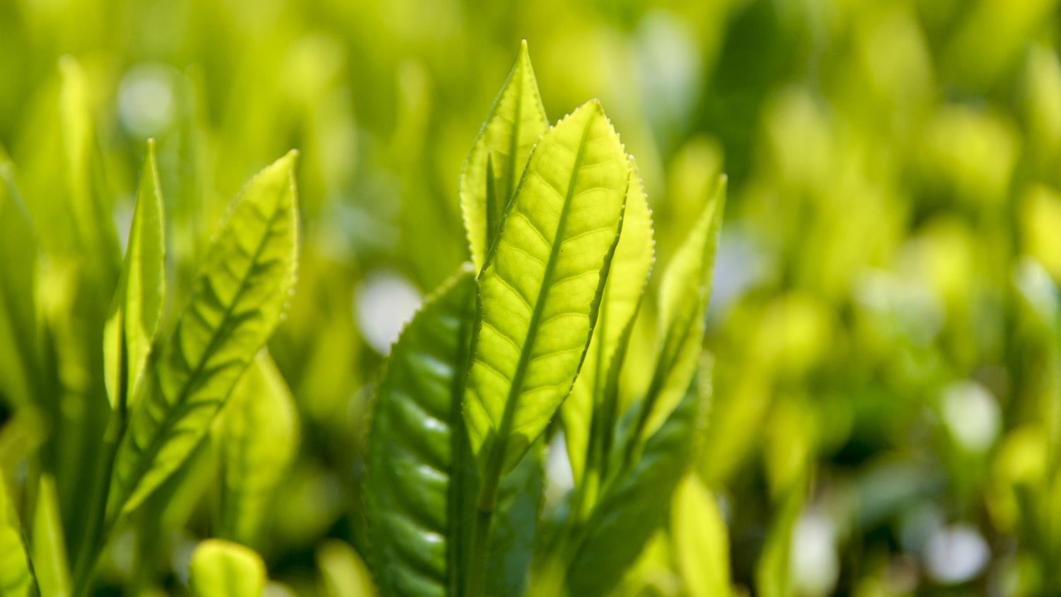 東京狭山茶の画像