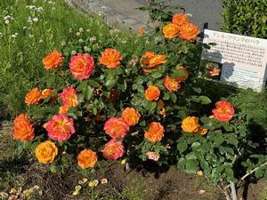 箱根ケ崎駅東口