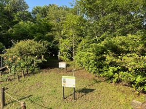 クロガネモチ(1)