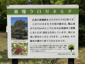 クロガネモチ(2)