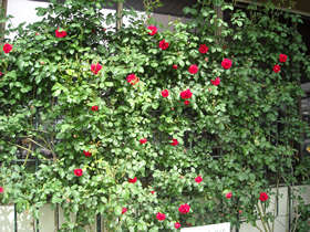 5月16日撮影のポールズスカーレット