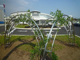 4月20日撮影のポールズスカーレット