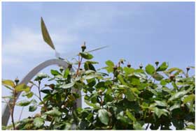 平成28年4月25日 箱根ケ崎駅西口広場のポールズスカーレットの写真2