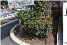 平成28年4月25日 町民会館前のアンネのバラの写真1