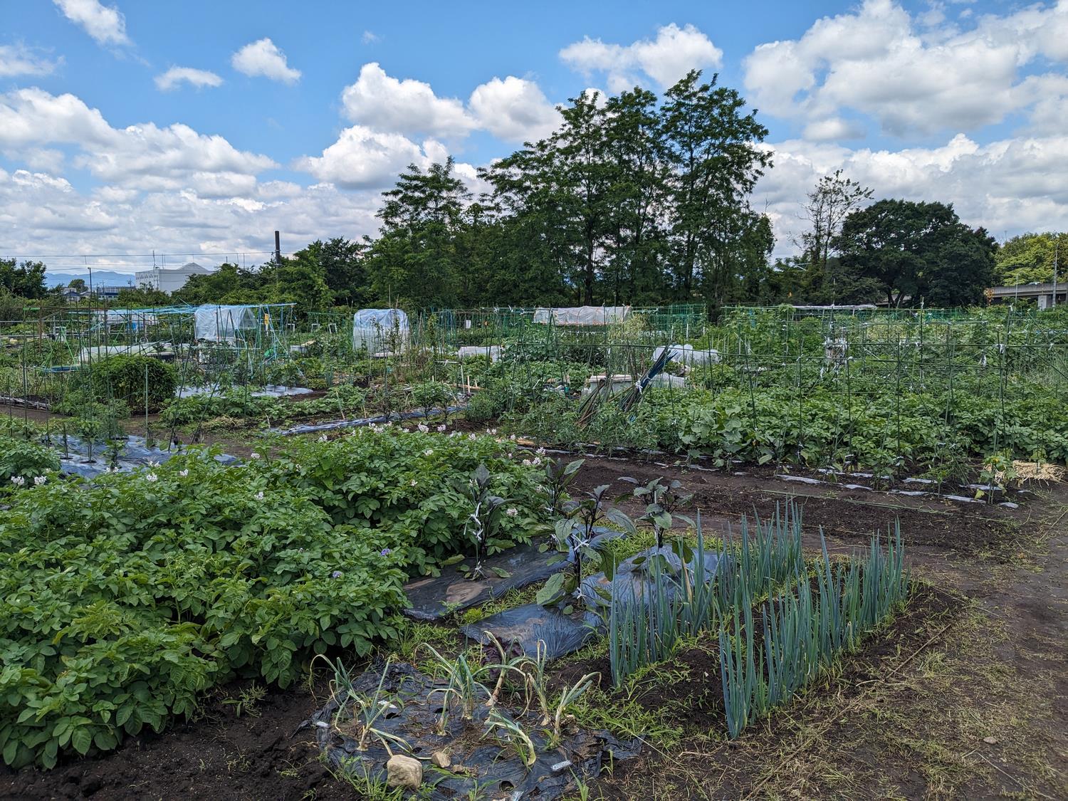 町民農園第1農園
